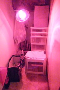 Thriving-Baby-Boomers - Saunas - my near infared sauna