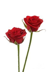 two-long-stemmed-red-roses